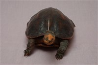 斑龜藏品圖，第8張